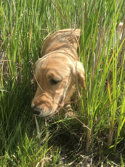 Golden Retriever Lacey in tall grass