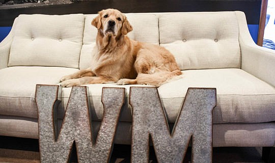 Lacey, Whiteboard Marketing Team Mascot, lounging on the couch